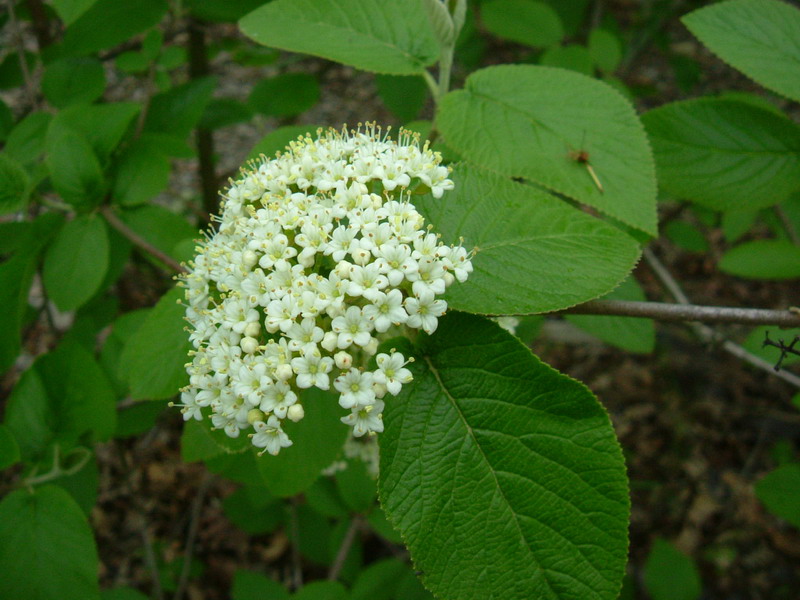 Viburnum lantana / Viburno lantana